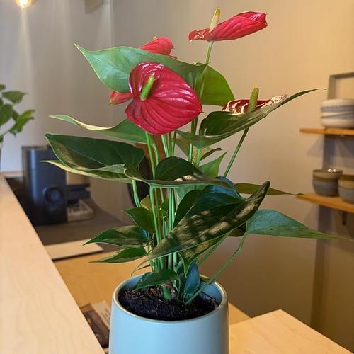 Anthurium Plant