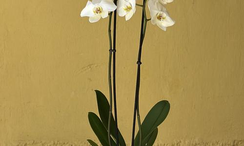 Orchidee in pot