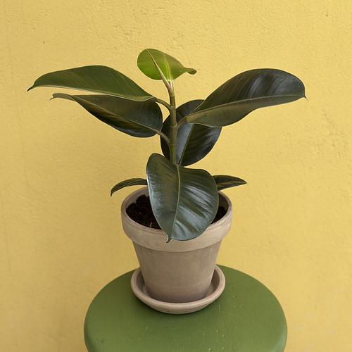 Rubber Tree Plant