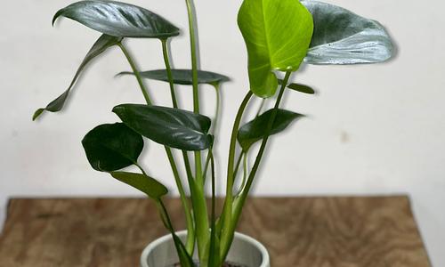 Planta Monstera