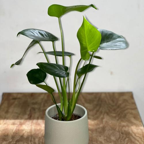 Monstera Plant 